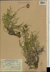 Jurinea arachnoidea Bunge, Caucasus, Abkhazia (K4a) (Abkhazia)