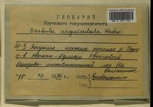 Barbula unguiculata Hedw., Bryophytes, Bryophytes - Yakutia (B19) (Russia)