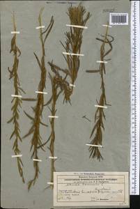 Artemisia dracunculus L., Middle Asia, Caspian Ustyurt & Northern Aralia (M8) (Kazakhstan)