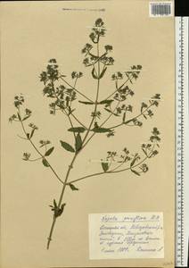 Nepeta ucranica subsp. parviflora (M.Bieb.) M.Masclans de Bolos, Eastern Europe, South Ukrainian region (E12) (Ukraine)