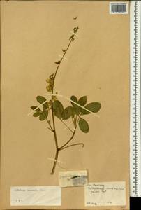 Crotalaria pallida Aiton, South Asia, South Asia (Asia outside ex-Soviet states and Mongolia) (ASIA) (China)
