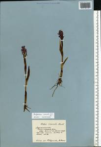 Dactylorhiza incarnata subsp. cruenta (O.F.Müll.) P.D.Sell, Eastern Europe, Northern region (E1) (Russia)