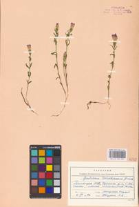 Gentianopsis doluchanovii (Grossh.) N.N. Tsvelev, Eastern Europe, Eastern region (E10) (Russia)