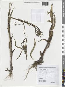 Crepis tectorum L., Siberia, Baikal & Transbaikal region (S4) (Russia)