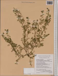 Lepidium didymum L., Western Europe (EUR) (United Kingdom)