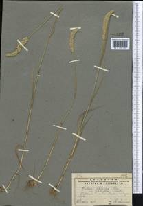 Rostraria cristata (L.) Tzvelev, Middle Asia, Pamir & Pamiro-Alai (M2) (Tajikistan)