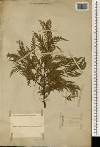Cupressus funebris Endl., South Asia, South Asia (Asia outside ex-Soviet states and Mongolia) (ASIA) (Russia)