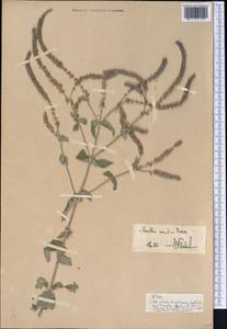 Mentha longifolia var. asiatica (Boriss.) Rech.f., Middle Asia, Pamir & Pamiro-Alai (M2)