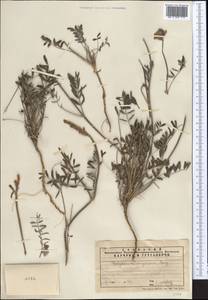 Hedysarum songoricum Bong., Middle Asia, Northern & Central Tian Shan (M4) (Kazakhstan)