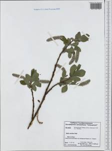 Salix arctica Pall., Siberia, Central Siberia (S3) (Russia)