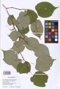 Tilia cordata Mill., Eastern Europe, Eastern region (E10) (Russia)