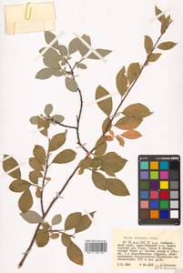 Salix bebbiana Sarg., Siberia, Russian Far East (S6) (Russia)