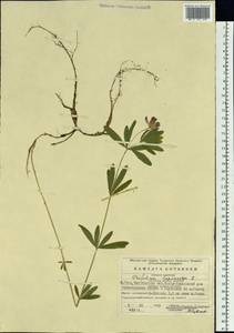 Trifolium lupinaster L., Eastern Europe, Eastern region (E10) (Russia)