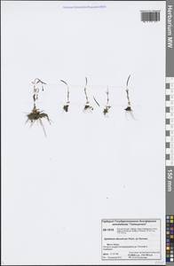 Epilobium davuricum Fisch. ex Hornem., Siberia, Central Siberia (S3) (Russia)