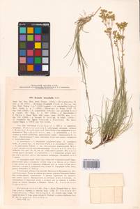 Eremogone saxatilis (L.) Ikonn., Eastern Europe, North-Western region (E2) (Russia)