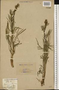 Falcaria vulgaris Bernh., Eastern Europe, Eastern region (E10) (Russia)