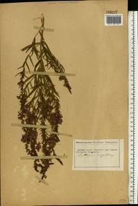 Lythrum virgatum L., Eastern Europe, South Ukrainian region (E12) (Ukraine)