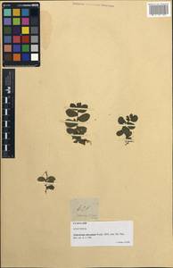 Elatostema obovatum Wedd., South Asia, South Asia (Asia outside ex-Soviet states and Mongolia) (ASIA) (Philippines)