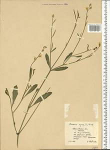 Brassica nigra (L.) W.D.J. Koch, Eastern Europe, Central forest region (E5) (Russia)