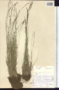 Poa glauca Vahl, Siberia, Yakutia (S5) (Russia)