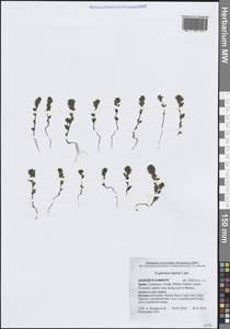 Euphrasia alpina Lam., Western Europe (EUR) (Spain)