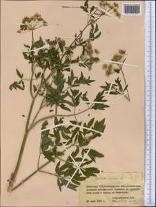 Cicuta virosa L., Middle Asia, Northern & Central Kazakhstan (M10) (Kazakhstan)