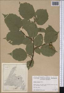 Corylus cornuta Marshall, America (AMER) (Canada)