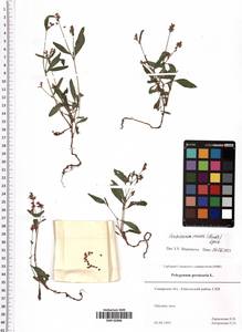 Persicaria minor (Huds.) Opiz, Eastern Europe, Middle Volga region (E8) (Russia)