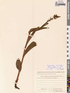 Platanthera convallariifolia (Fisch. ex Lindl.) Lindl., Siberia, Chukotka & Kamchatka (S7) (Russia)