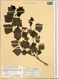 Populus nigra var. italica (Moench) Koehne, Caucasus, North Ossetia, Ingushetia & Chechnya (K1c) (Russia)