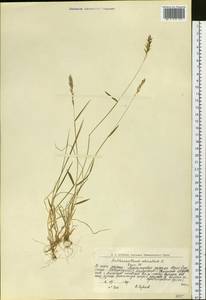 Anthoxanthum odoratum L., Siberia, Western Siberia (S1) (Russia)