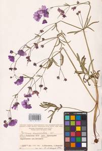 Geranium linearilobum DC., Eastern Europe, Lower Volga region (E9) (Russia)