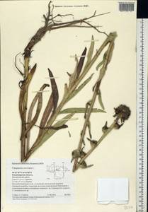 Campanula cervicaria L., Eastern Europe, Central region (E4) (Russia)