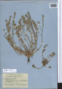 Cochlearia groenlandica L., Eastern Europe, Northern region (E1) (Russia)