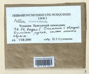 Pellia neesiana (Gottsche) Limpr., Bryophytes, Bryophytes - Middle Volga (B9) (Russia)