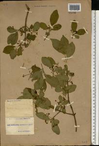 Euonymus europaeus L., Eastern Europe, North Ukrainian region (E11) (Ukraine)