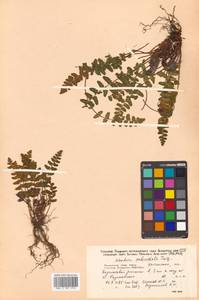 Woodsia subcordata Turcz., Siberia, Russian Far East (S6) (Russia)