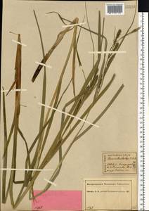 Carex atherodes Spreng., Eastern Europe, Central forest region (E5) (Russia)