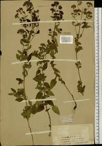 Origanum vulgare L., Siberia, Western Siberia (S1) (Russia)