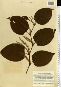 Reynoutria japonica Houtt., Eastern Europe, North-Western region (E2) (Russia)