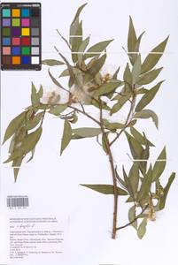 Salix fragilis L., Eastern Europe, Lower Volga region (E9) (Russia)