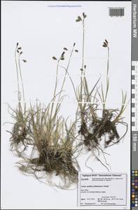 Carex rariflora (Wahlenb.) Sm., Siberia, Central Siberia (S3) (Russia)