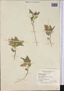 Physalis virginiana Mill., America (AMER) (Canada)