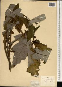 Cirsium hypoleucum DC., South Asia, South Asia (Asia outside ex-Soviet states and Mongolia) (ASIA) (Turkey)