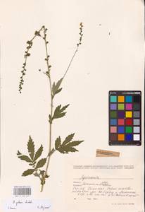 Agrimonia pilosa Ledeb., Eastern Europe, West Ukrainian region (E13) (Ukraine)