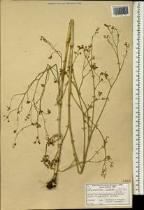 Elaeosticta nodosa (Boiss.) Boiss., South Asia, South Asia (Asia outside ex-Soviet states and Mongolia) (ASIA) (Iran)