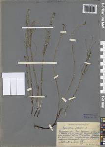 Equisetum palustre L., Siberia, Baikal & Transbaikal region (S4) (Russia)