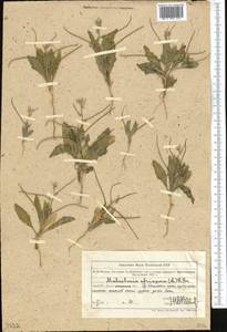 Strigosella africana (L.) Botsch., Middle Asia, Northern & Central Tian Shan (M4) (Kazakhstan)