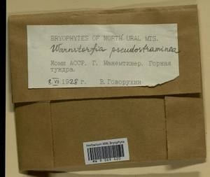 Warnstorfia pseudostraminea (Müll. Hal.) Tuom. & T.J. Kop., Bryophytes, Bryophytes - European North East (B7) (Russia)