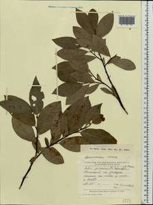 Salix jenisseensis (Fr. Schmidt) B. Floder., Eastern Europe, Northern region (E1) (Russia)